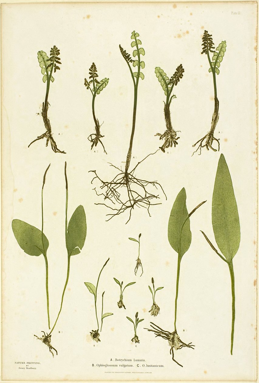 Impresión natural de helechos Moonwort y Adder