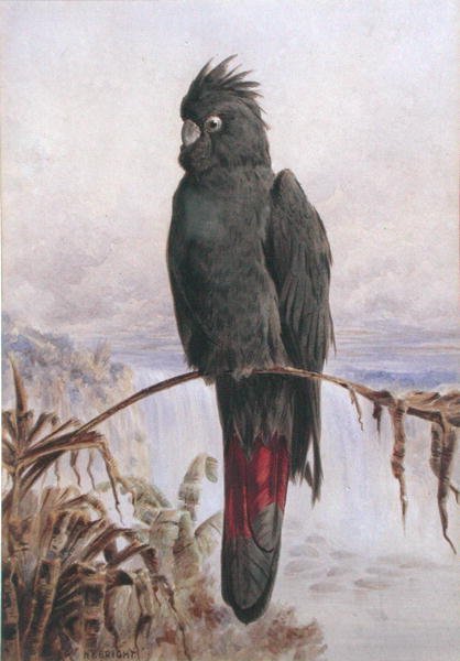 Cacatúa negra de cola roja australiana de Henry Bright