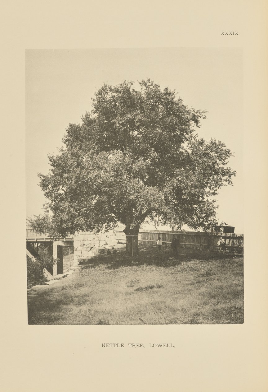 Ortiga, Lowell de Henry Brooks