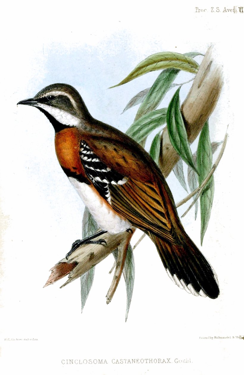CinclosomaCastaneotóraxRichter de Henry Constantine Richter