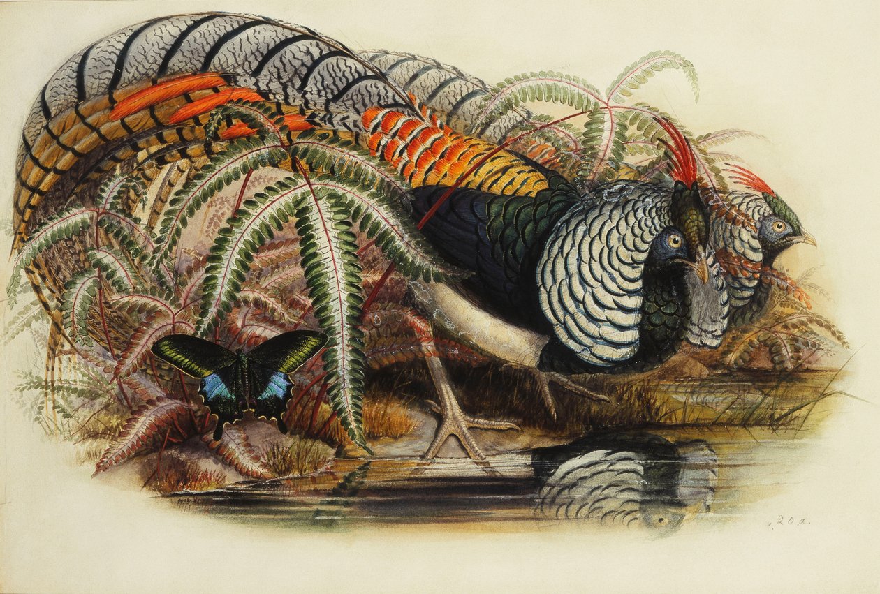 Faisán de Lady Amherst de Henry Constantine Richter