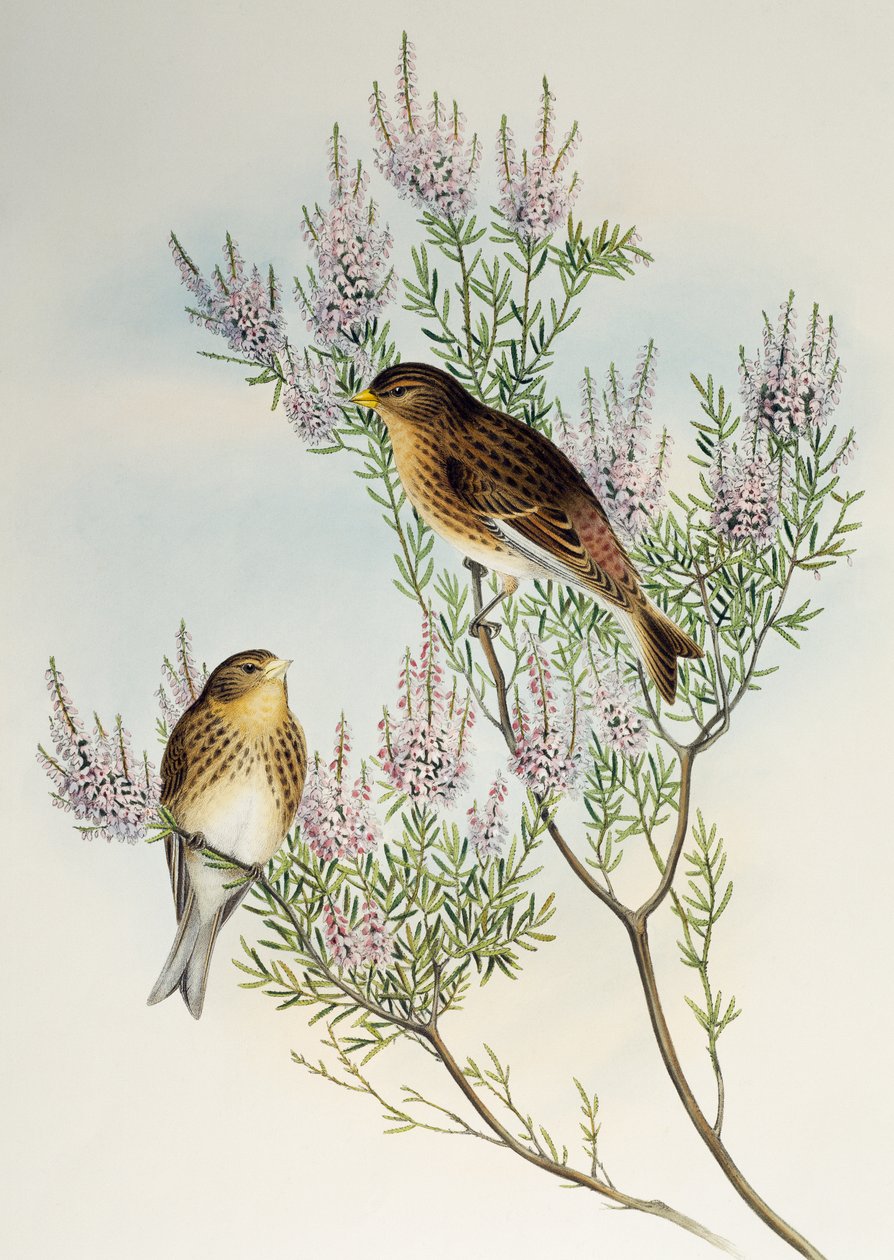 Pardillo (Carduelis flavirostris), de Birds of Great Britain de Henry Constantine Richter