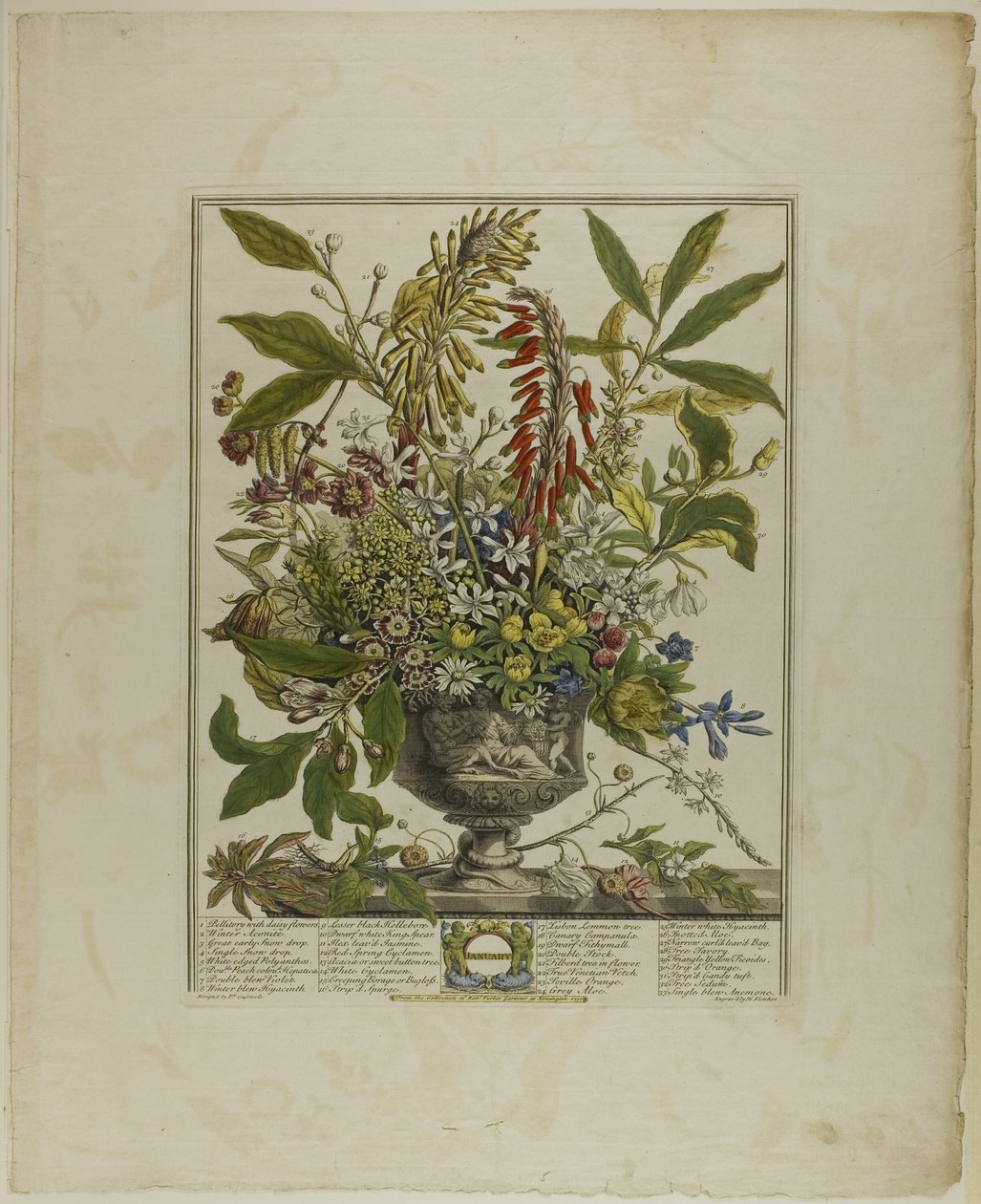 Enero, de Doce meses de flores de Henry Fletcher