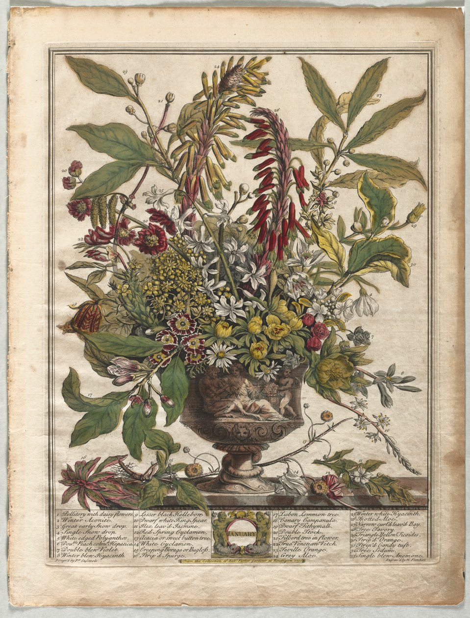 Doce Meses de Flores: Enero de Henry Fletcher