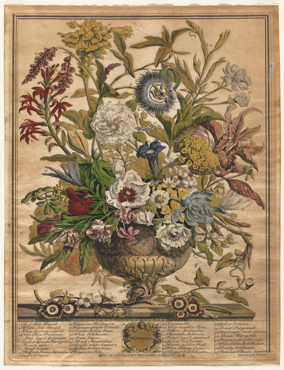 Doce meses de flores: septiembre, 1730 de Henry Fletcher