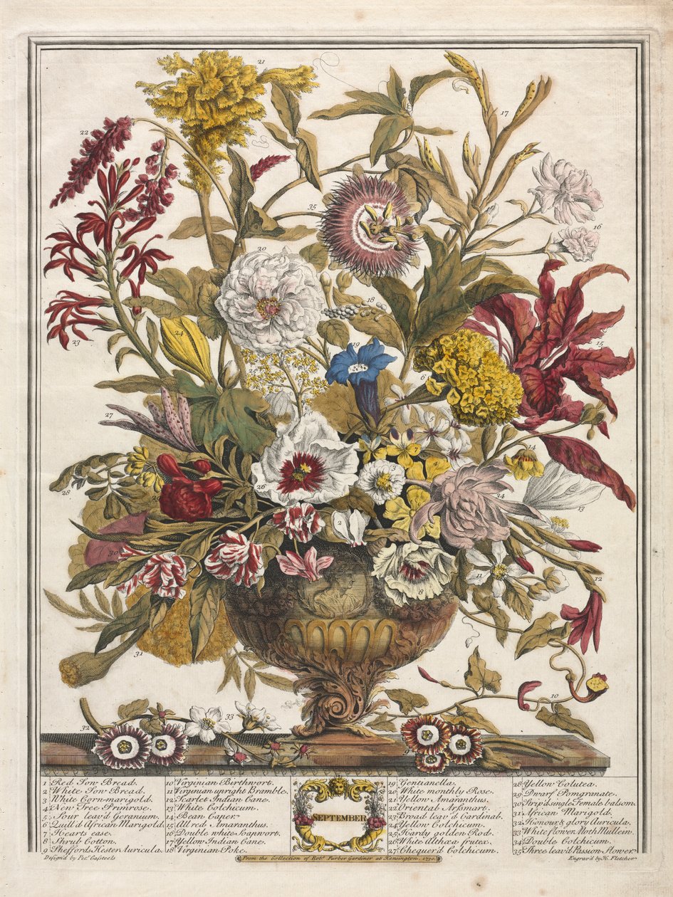 Doce meses de flores: septiembre, 1730 de Henry Fletcher