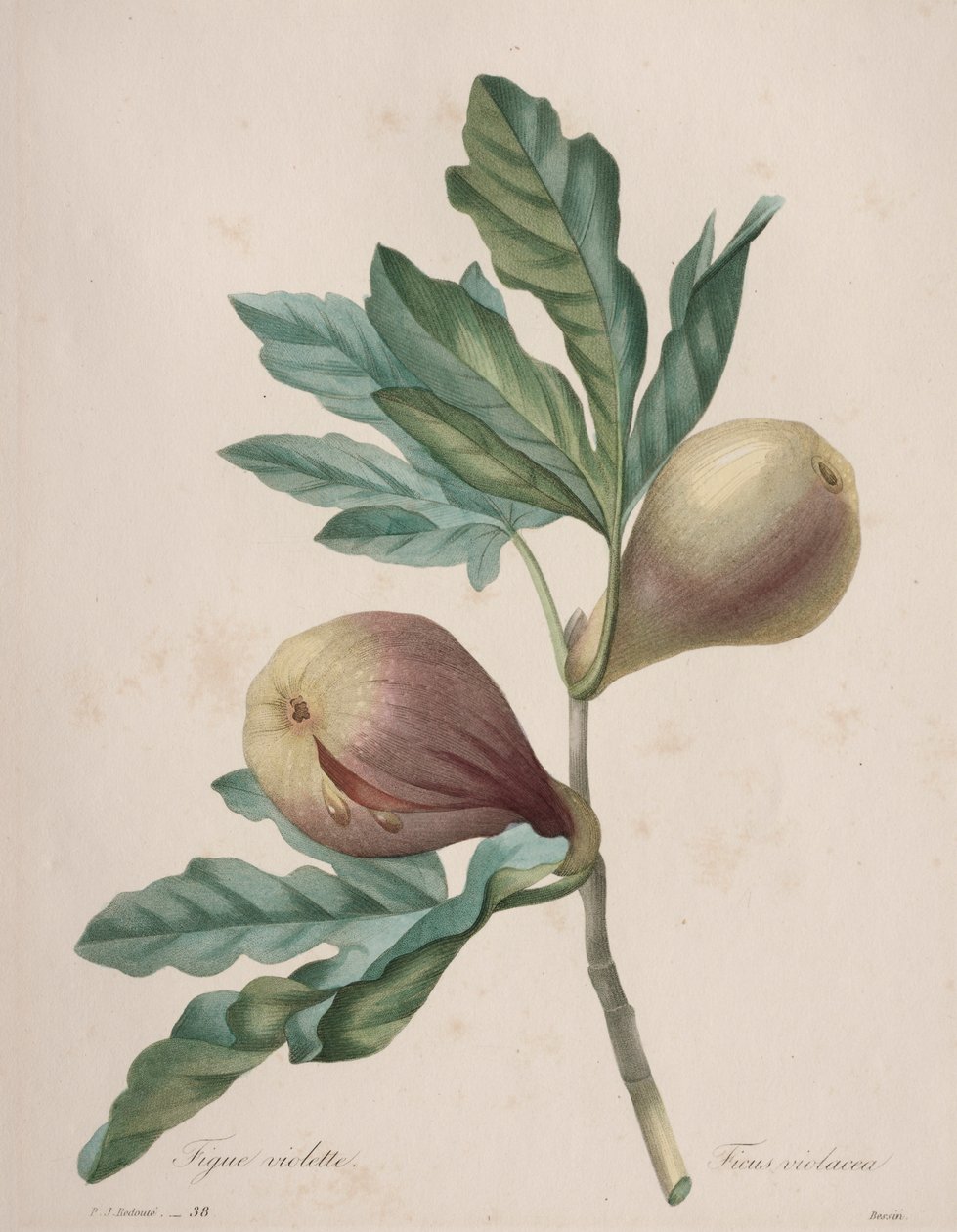 Selección de las flores más bellas...los frutos más bellos: Higo Violeta de Henry Joseph Redouté