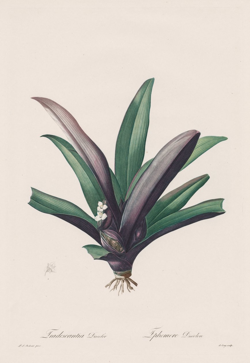 Las Liliáceas: Tradescantia discolor de Henry Joseph Redouté