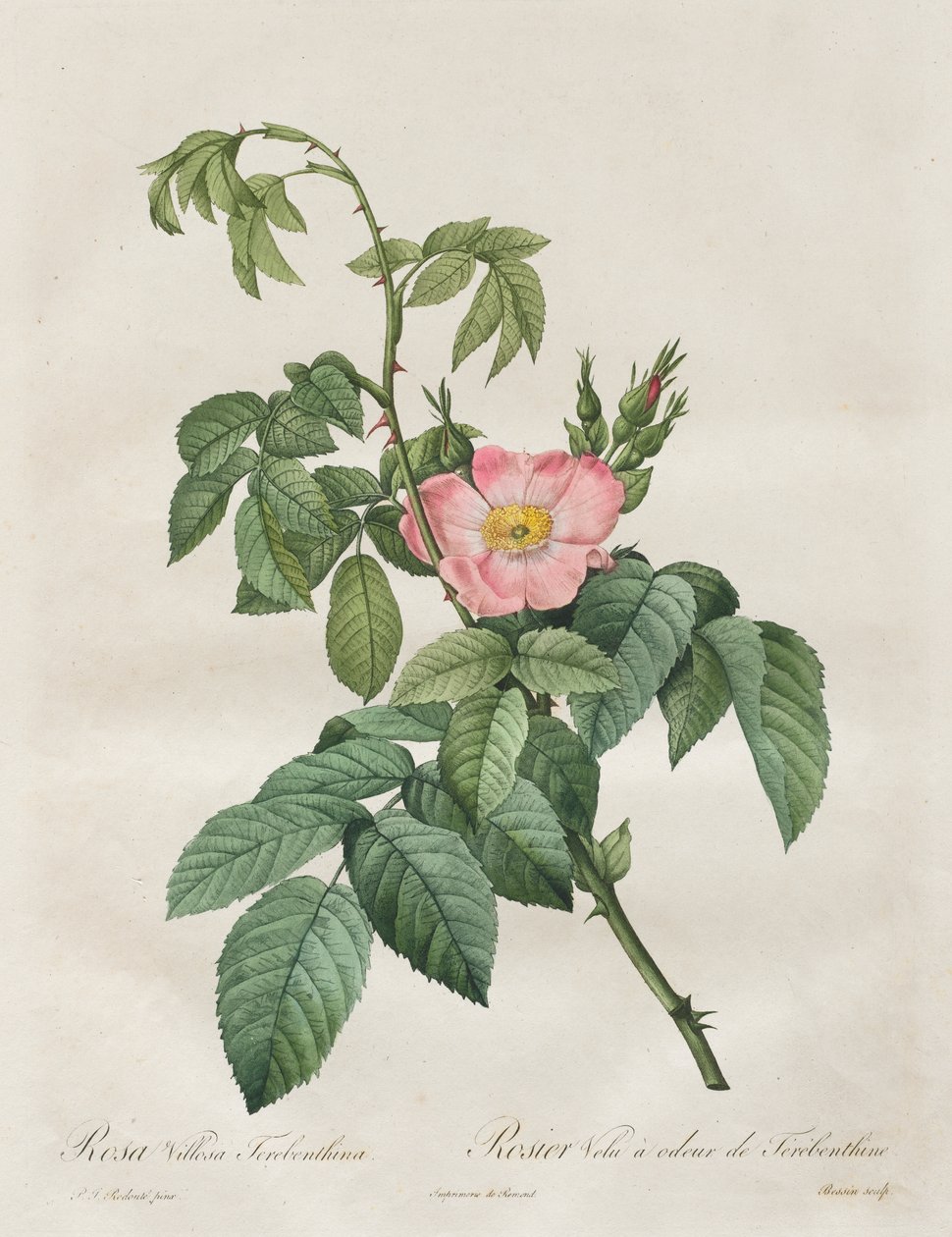 Las Rosas: Rosa Villosa Terebenthina de Henry Joseph Redouté