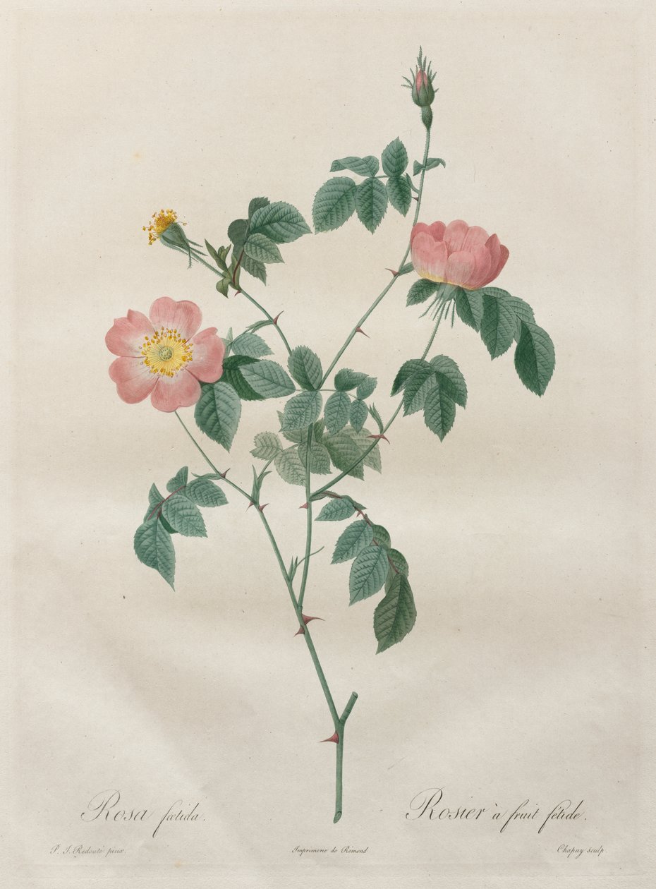 Las rosas: Rosa indica de Henry Joseph Redouté