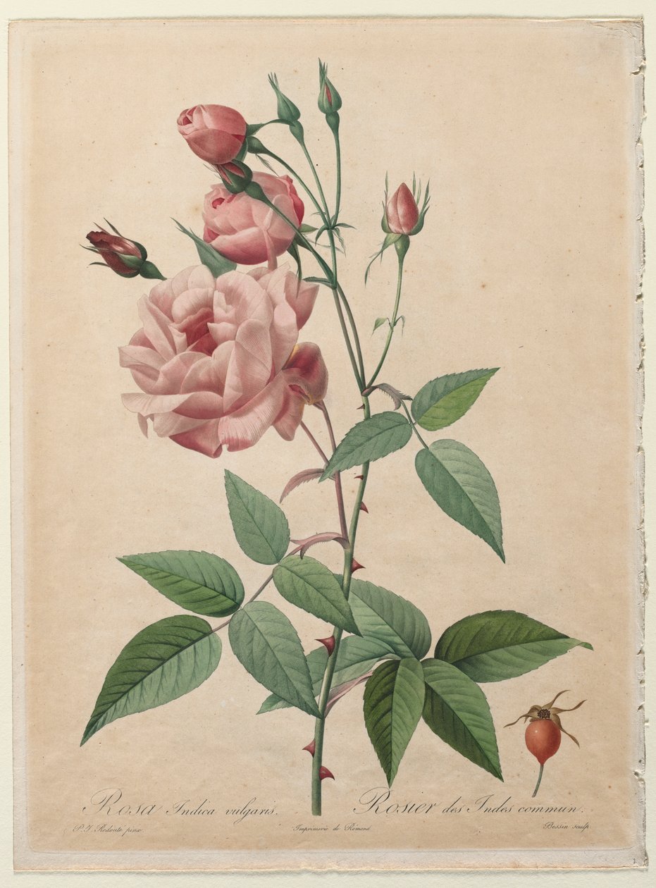 Las rosas: Rosa de China o de Bengala de Henry Joseph Redouté