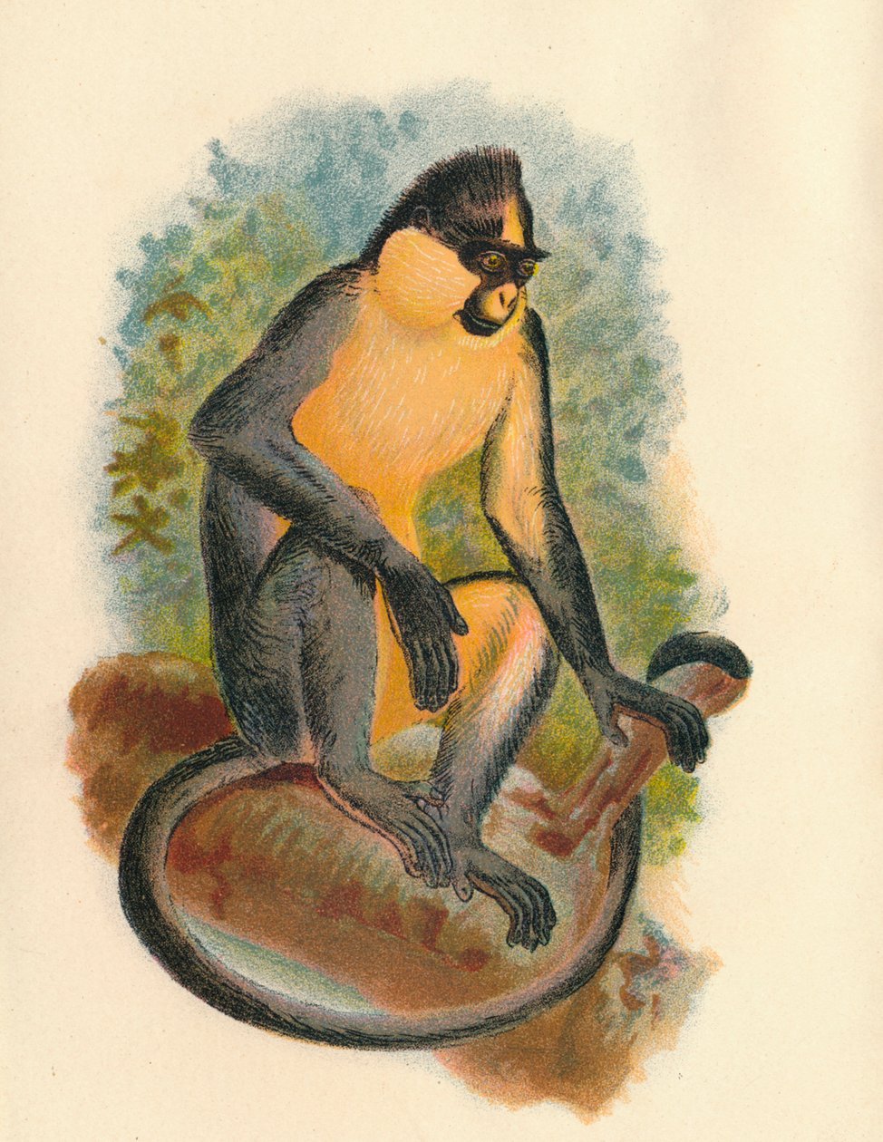 Langur de Everett, 1897 de Henry Ogg Forbes