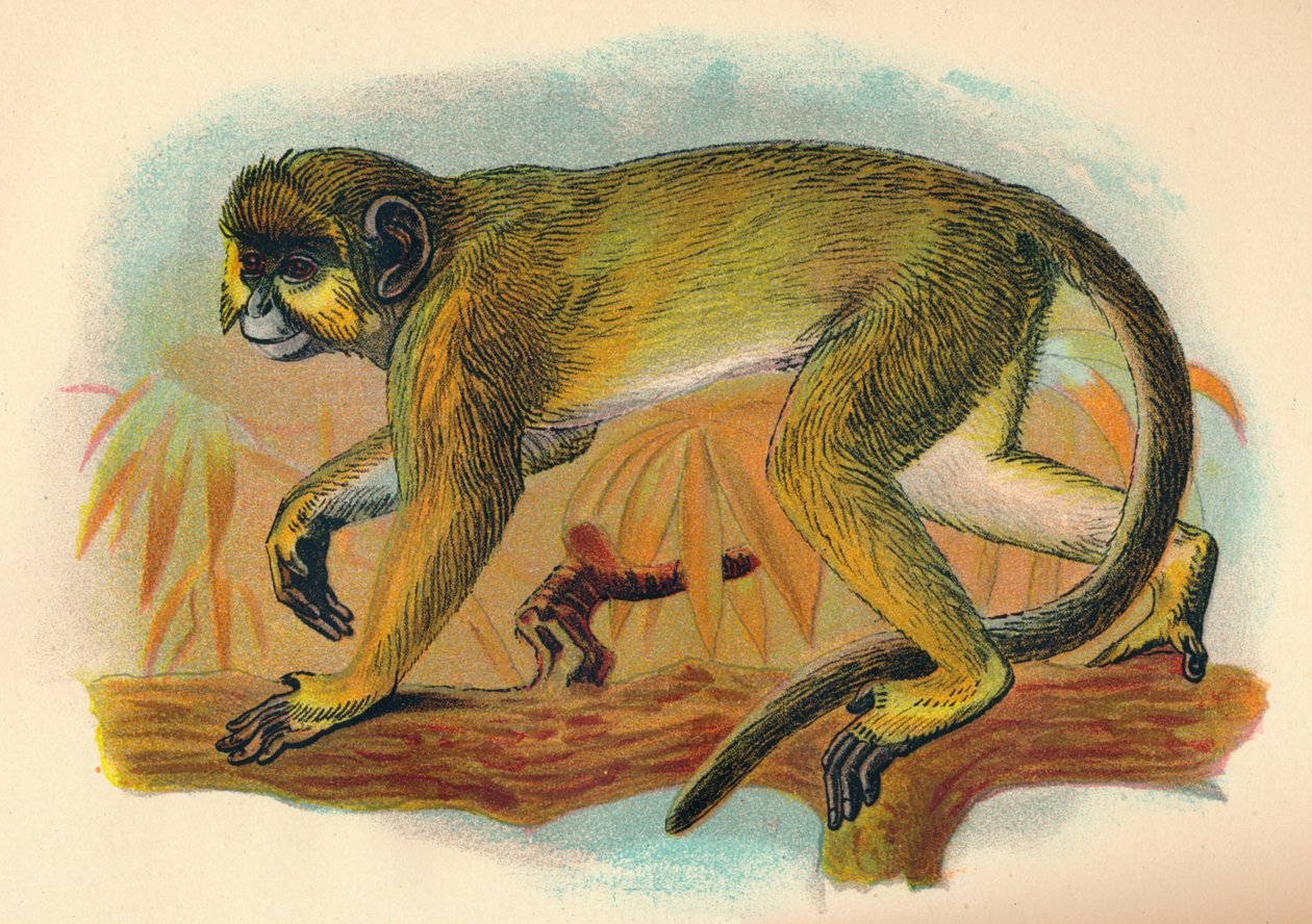 El Talapoin de Henry Ogg Forbes