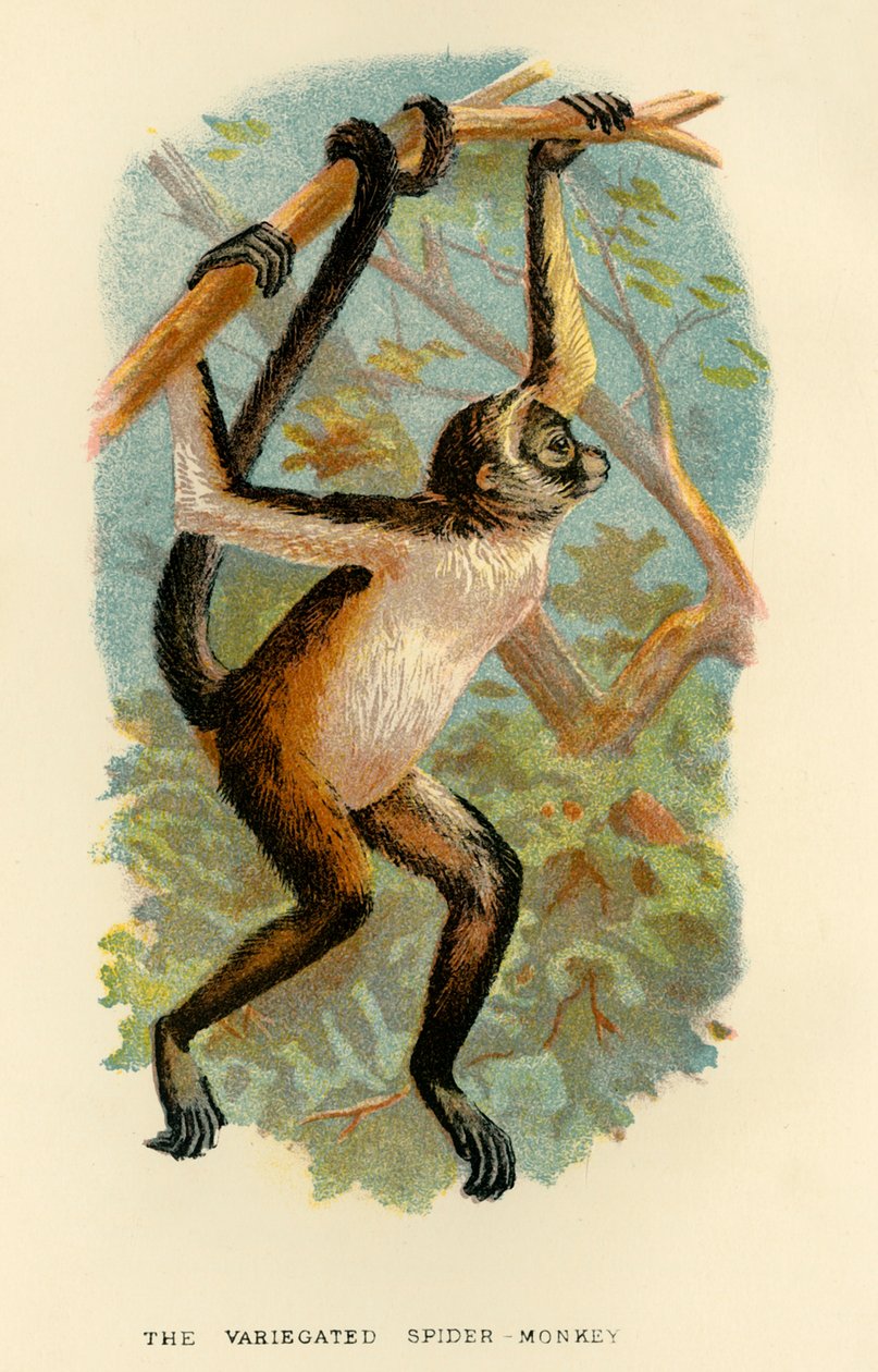 El mono araña variado, 1896 de Henry Ogg Forbes
