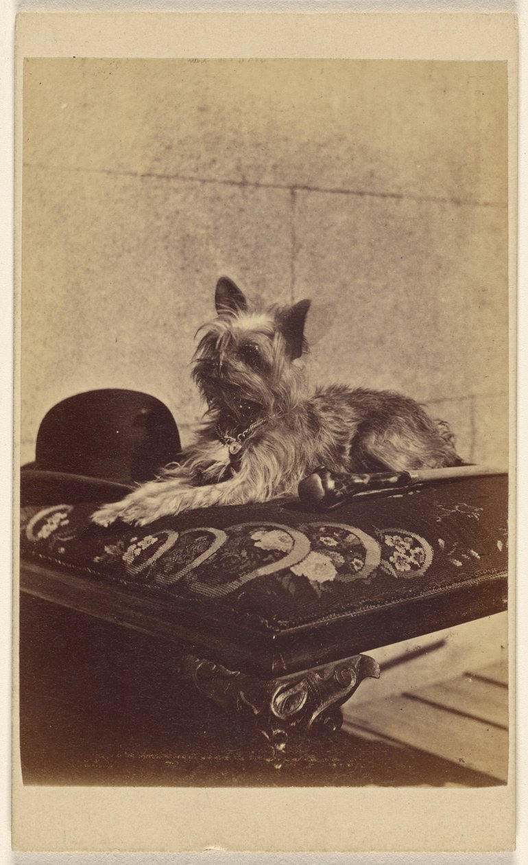 [Perro tumbado en una otomana, junto a un sombrero derby y un bastón] de Henry Pointer