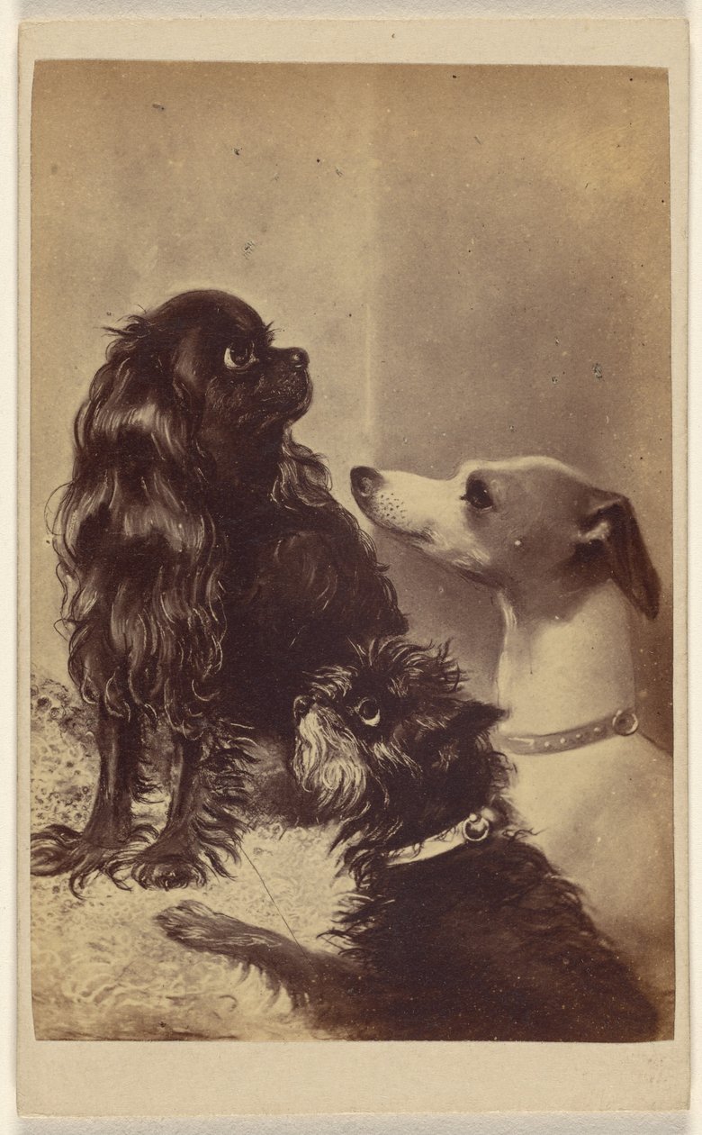 Floss, Daisy  Fairy; Perros de Barroness [sic] McClifford. Pintado por la Sra. Pointer. de Henry Pointer