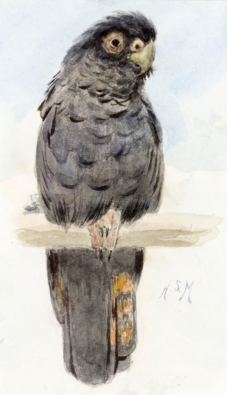 Un cacatúa negra, c.1890 de Henry Stacey Marks