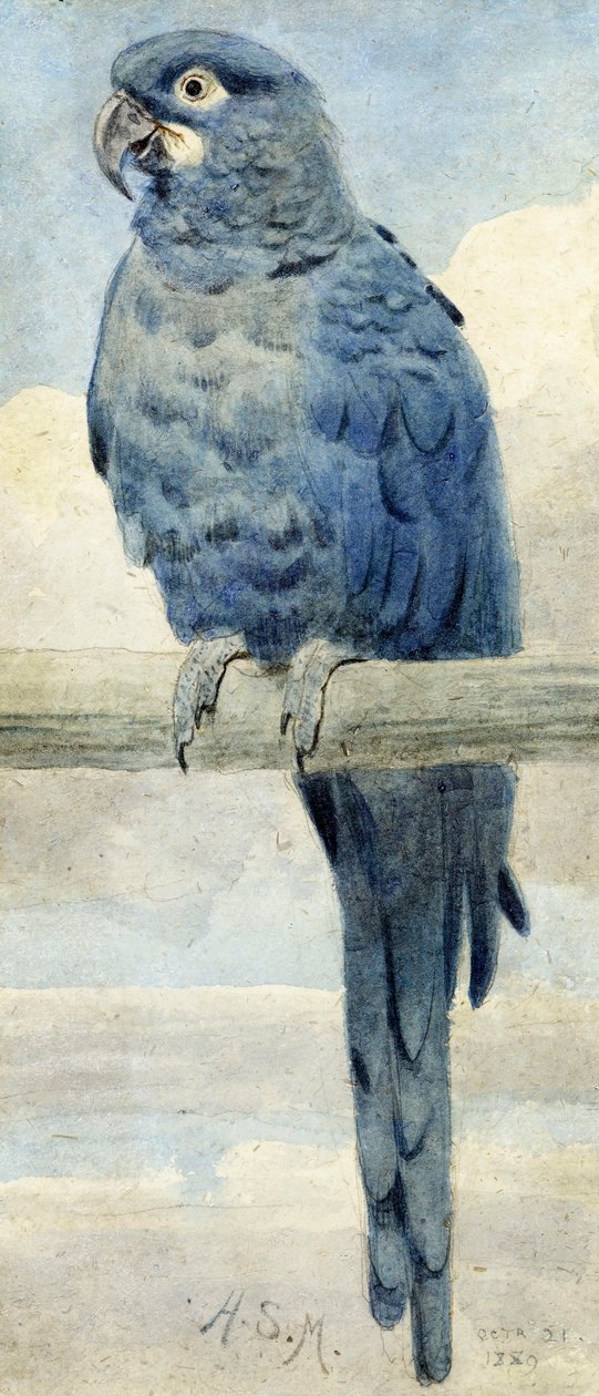 Guacamayo Jacinto, 1889 de Henry Stacey Marks