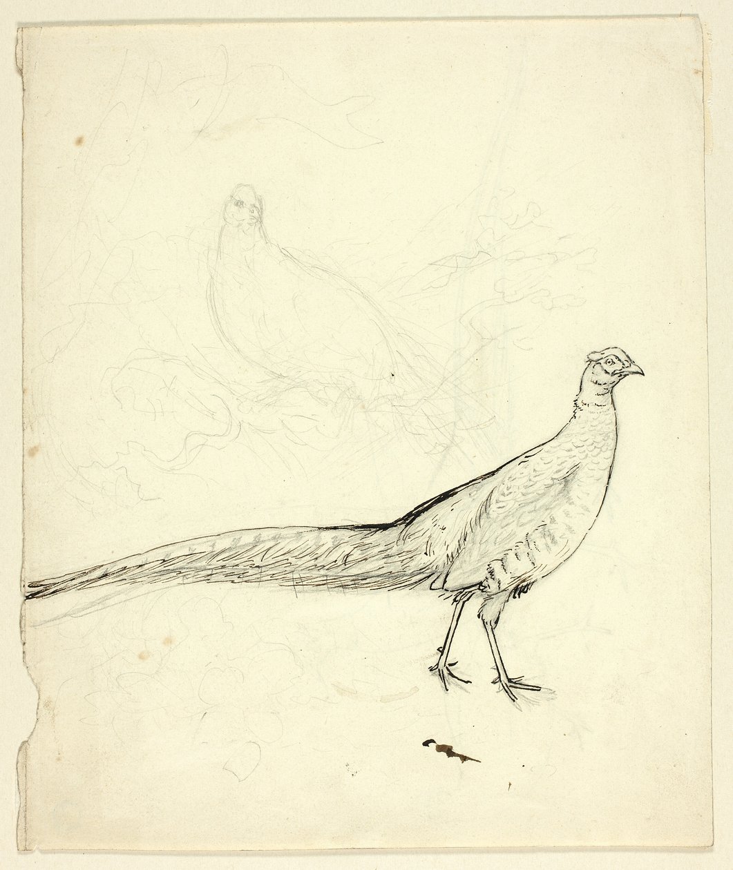 Dos bocetos de faisán (anverso); boceto de faisanes y desnudo femenino (reverso) de Henry Stacy Marks