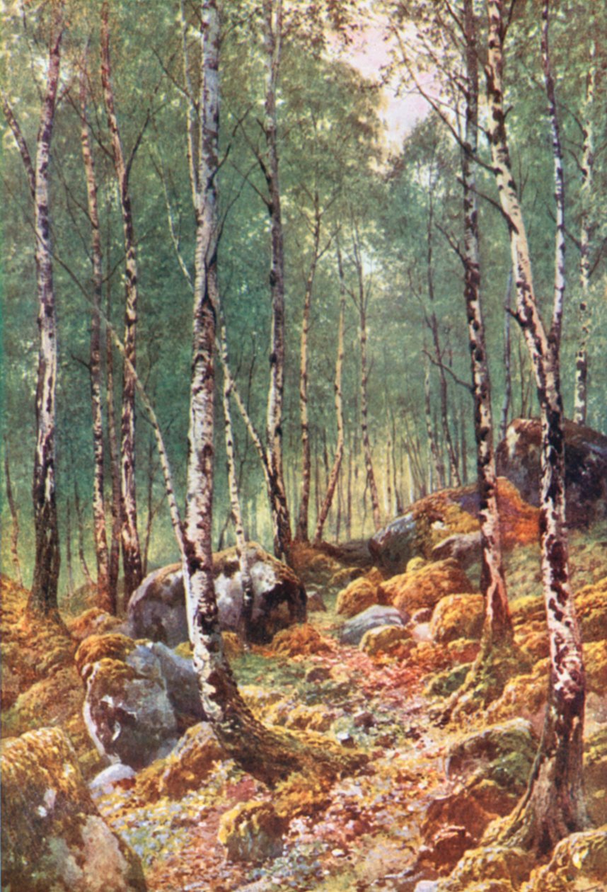 A Birch-Wood in Springtime, by Loch Maree, Ross-Shire (litografía en color) de Henry Sutton Palmer