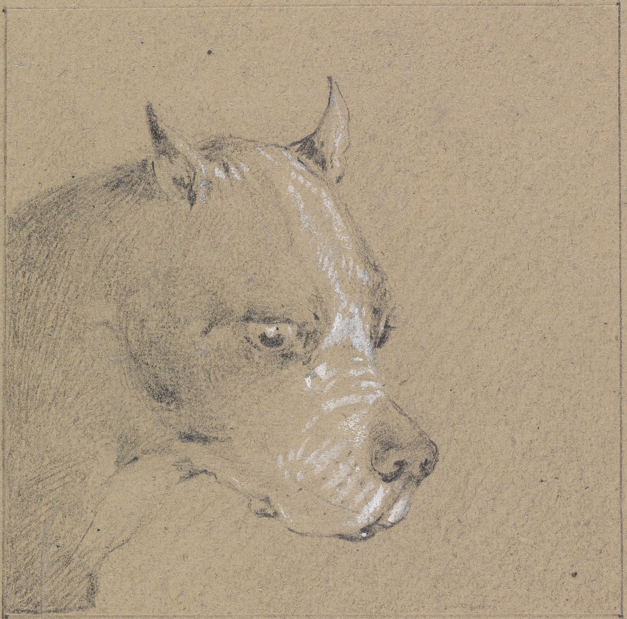 Cabeza y hombros de un perro bóxer, perfil derecho de Henry Thomas Alken