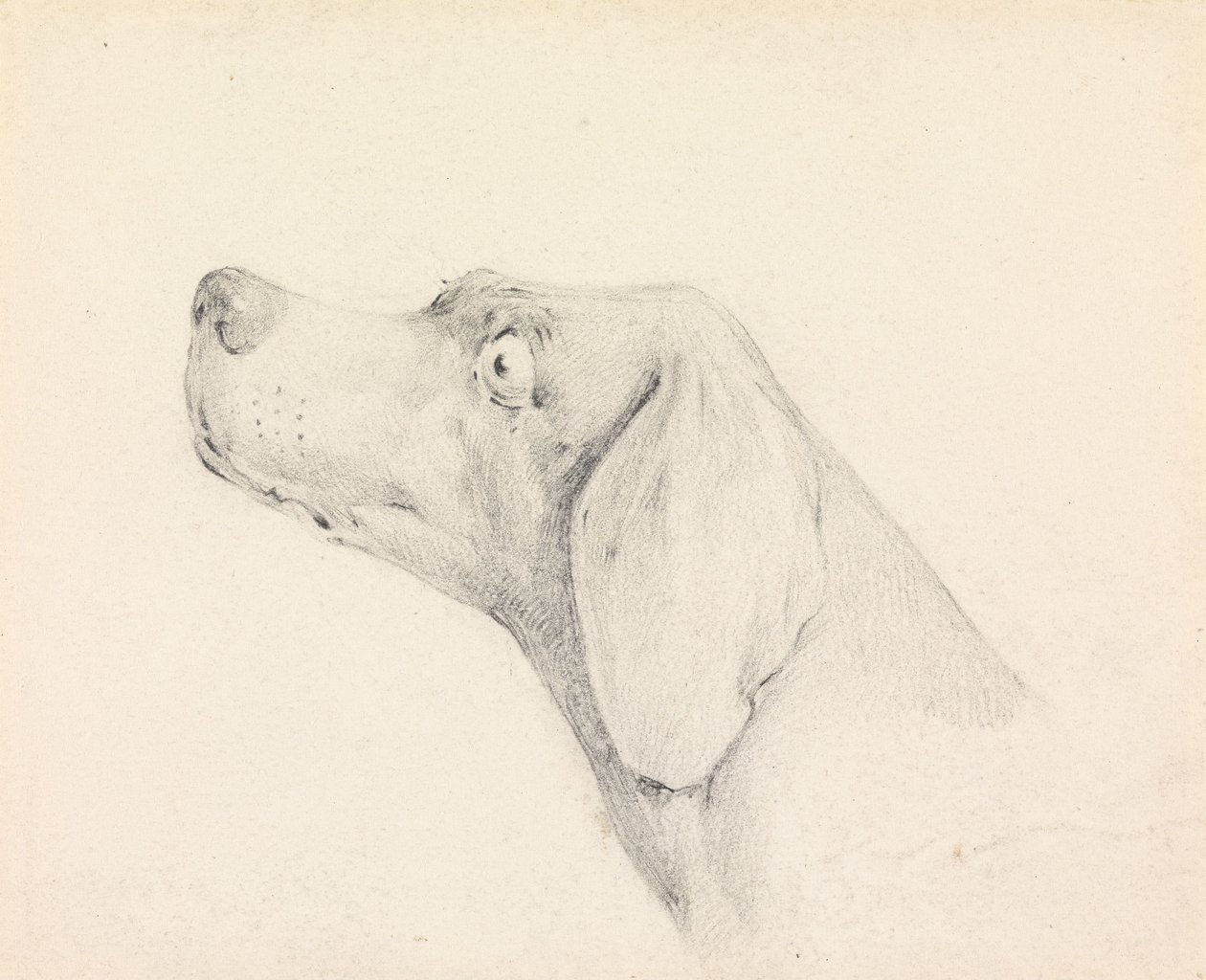 Cabeza de un pointer, de perfil a la izquierda de Henry Thomas Alken