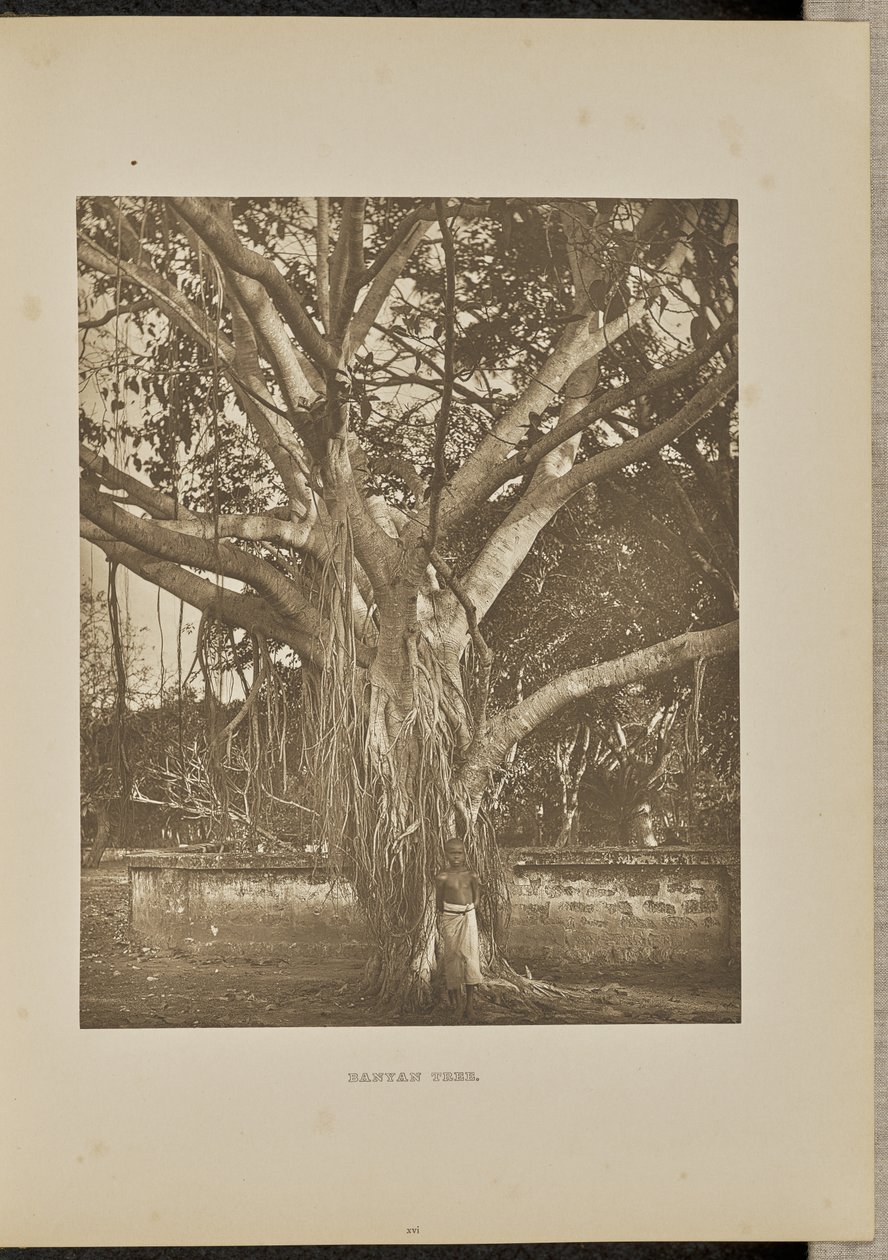 Árbol Banyan, con tallos jóvenes de Aërial de Henry W. Cave