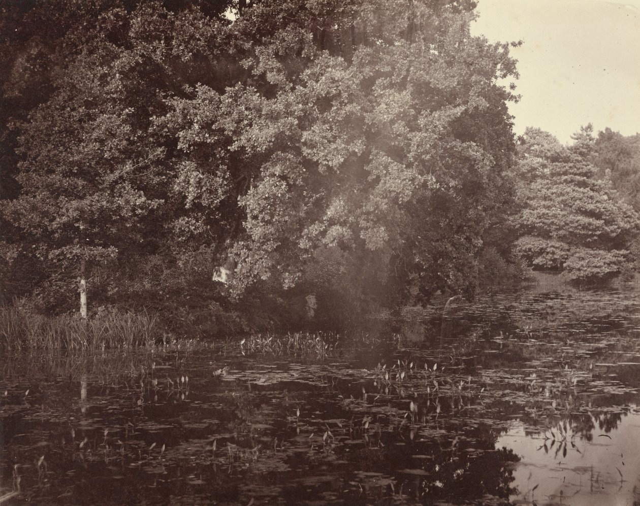 [Estanque en el parque, Surrey] de Henry White