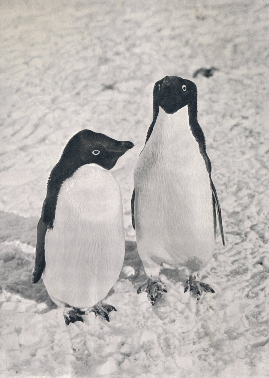 Un par de pingüinos Adelia, c1911, 1913 de Herbert Ponting