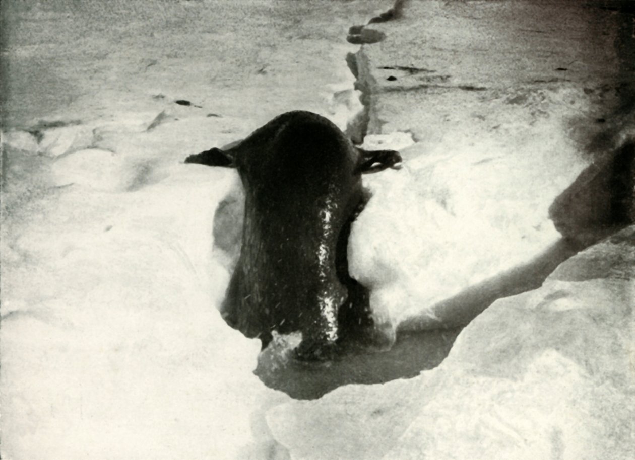 Una foca de Weddell subiendo al hielo, noviembre de 1911, 1913 de Herbert Ponting