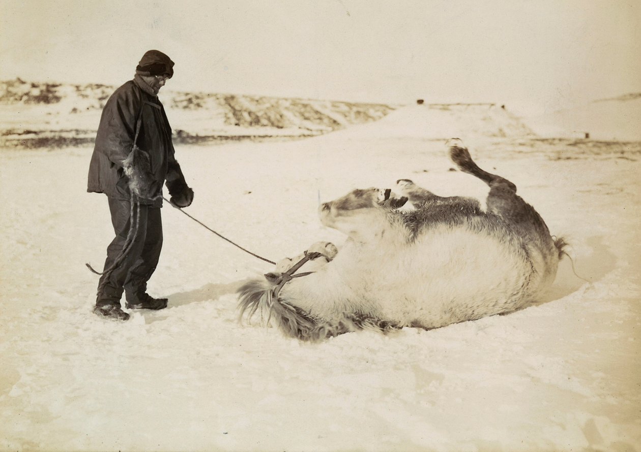 Un hombre y su caballo en la nieve de Herbert Ponting