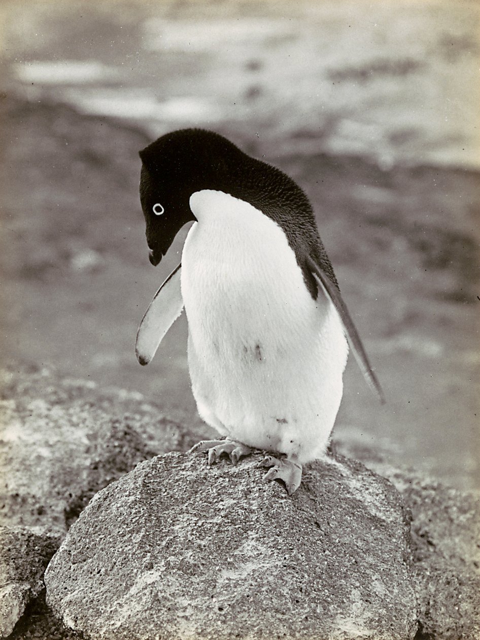 Un pingüino en la Antártida de Herbert Ponting