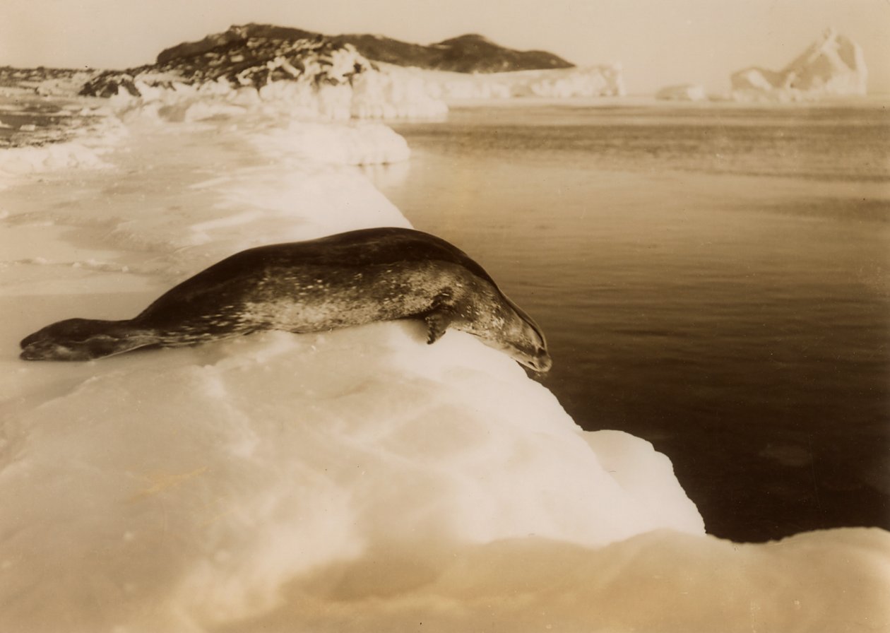 Una foca de Weddell a punto de sumergirse en West Beach, Cabo Evans, Antártida, 1911 de Herbert Ponting
