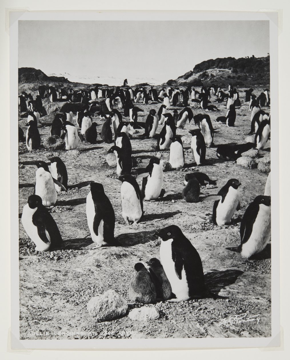 Pingüinos Adelia en el cabo Royds de Herbert Ponting