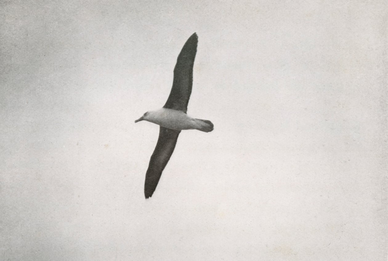 Albatros en Vuelo, c1910-1913, 1913 de Herbert Ponting