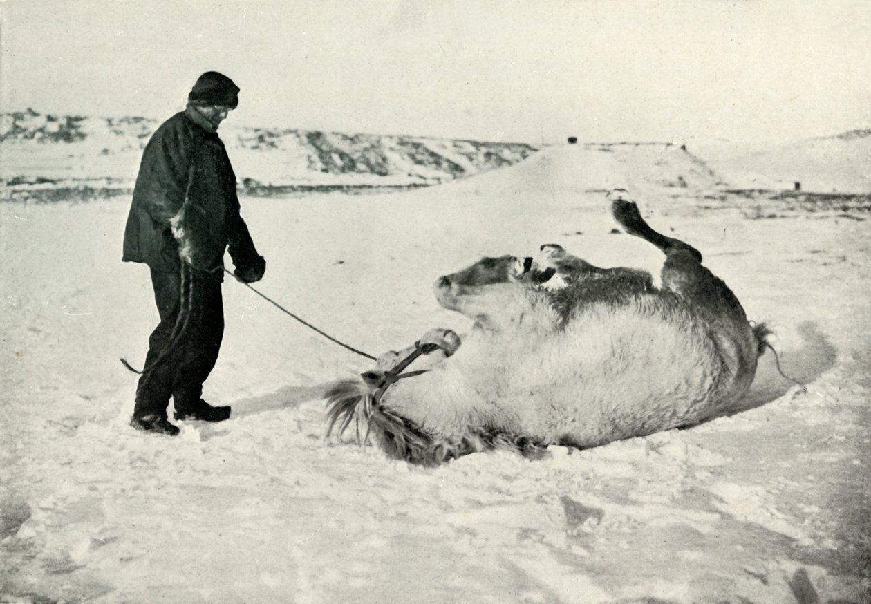 Cherry-Garrard dando a su pony Michael un rodillo en la nieve, c1911 de Herbert Ponting