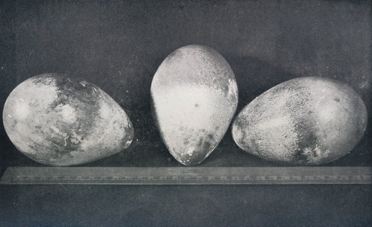 Huevos de Pingüinos Emperador de Cape Crozier, 1911, 1913 de Herbert Ponting