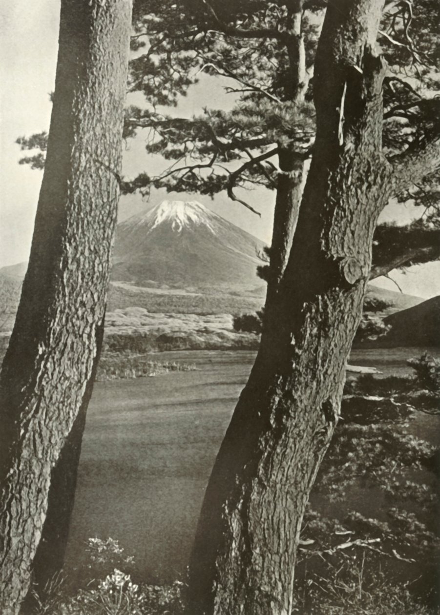 El Fuji a través de los pinos del lago Motosu de Herbert Ponting