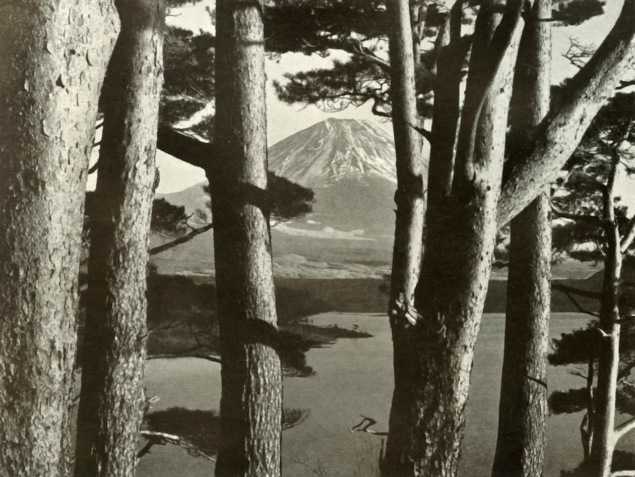 Fuji y los pinos de Herbert Ponting