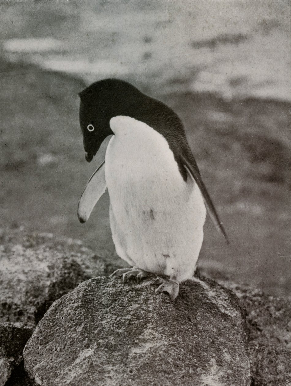No me importa lo que sea de mí, c. 1910-1913, 1913 de Herbert Ponting