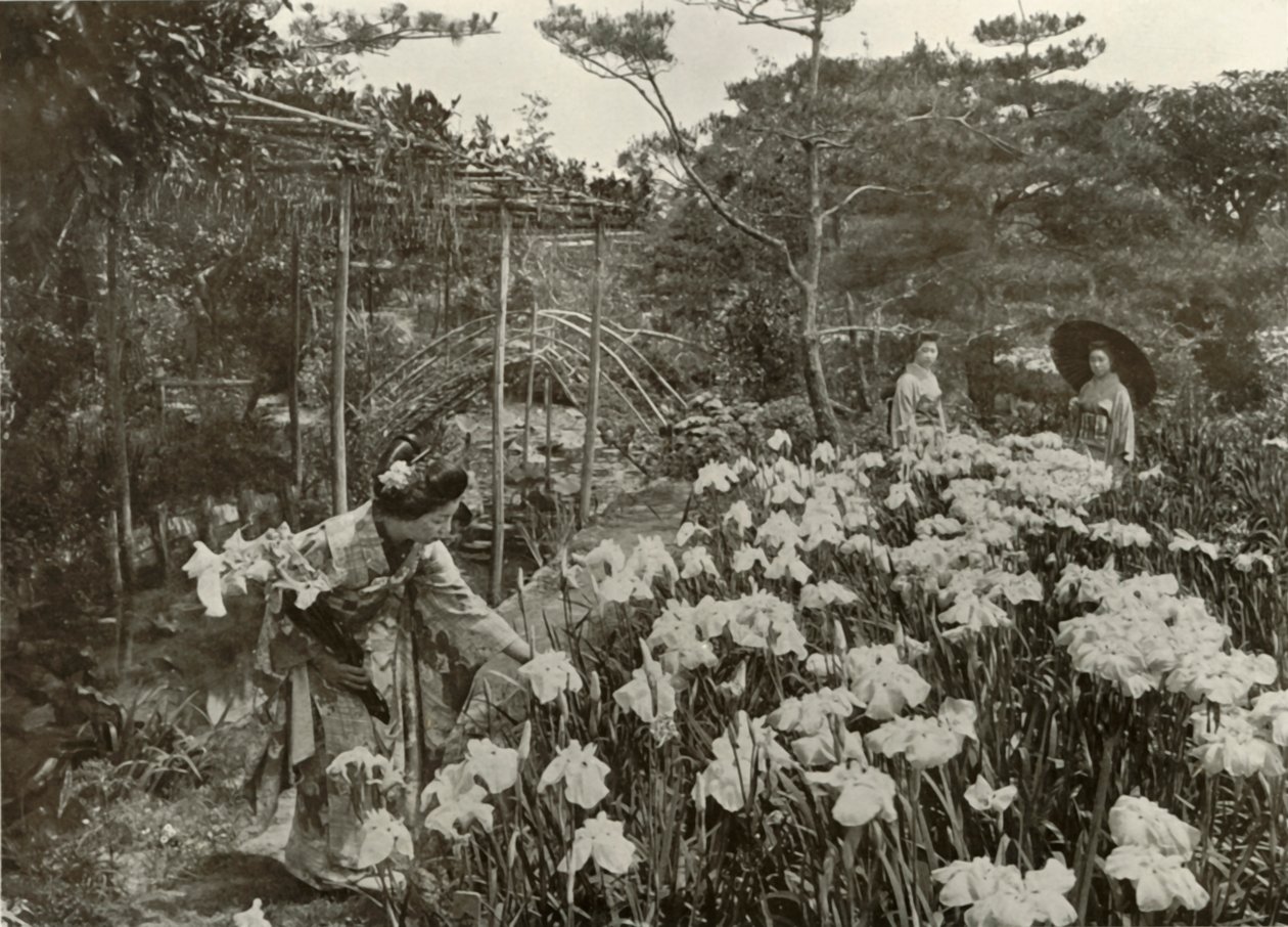 En un jardín de lirios, 1910 de Herbert Ponting