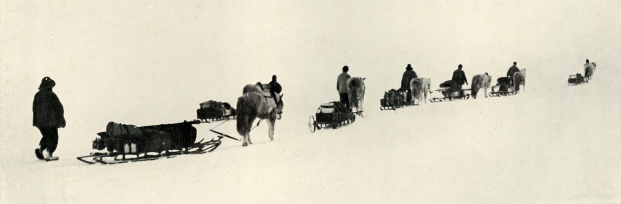 Ponis en la Marcha de Herbert Ponting