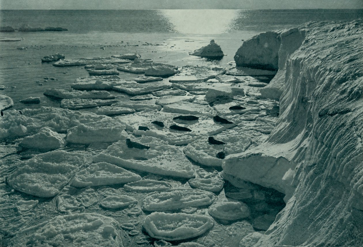 Focas tomando el sol sobre hielo recién formado en Cabo Evans, c. 1910-1913 de Herbert Ponting