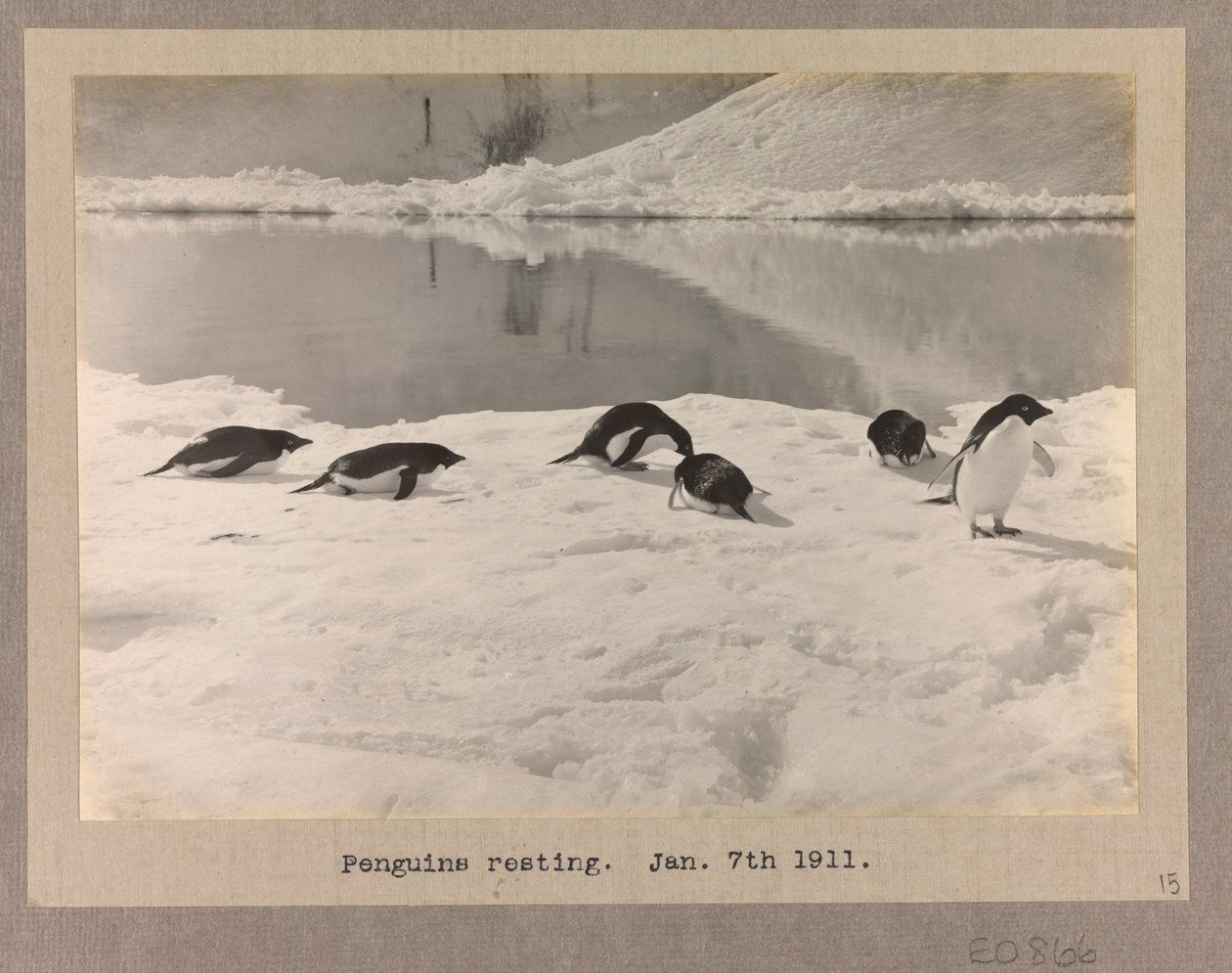 Seis pingüinos de Adelia descansan en el hielo de Herbert Ponting