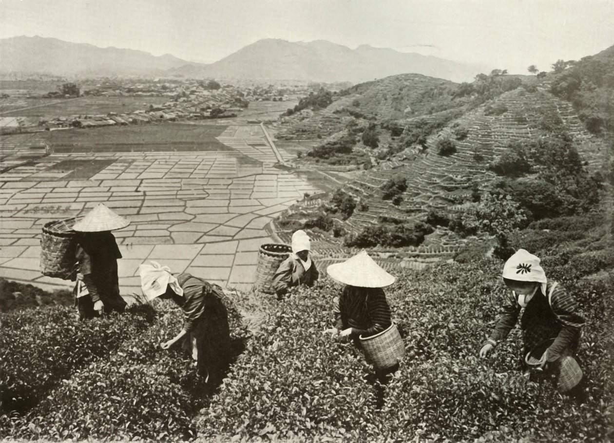 Té en las colinas y arroz en las llanuras de Herbert Ponting