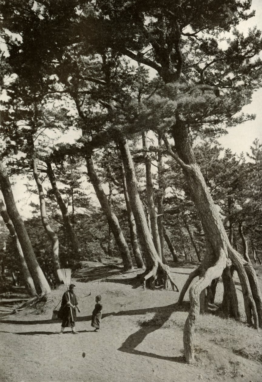 Los pinos de Shizu-Ura, 1910 de Herbert Ponting