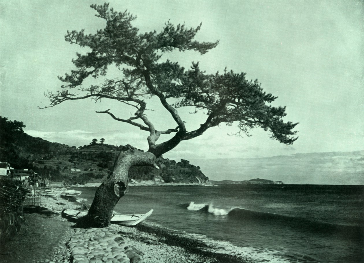 El árbol y la ola, 1910 de Herbert Ponting