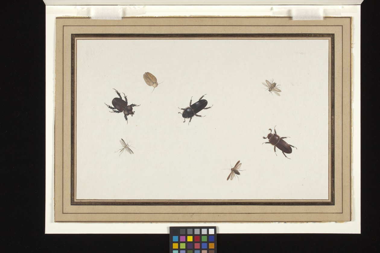Estudio de escarabajos y polillas (gouache y acuarela sobre papel holandés verjurado blanco) de Herman Henstenburgh