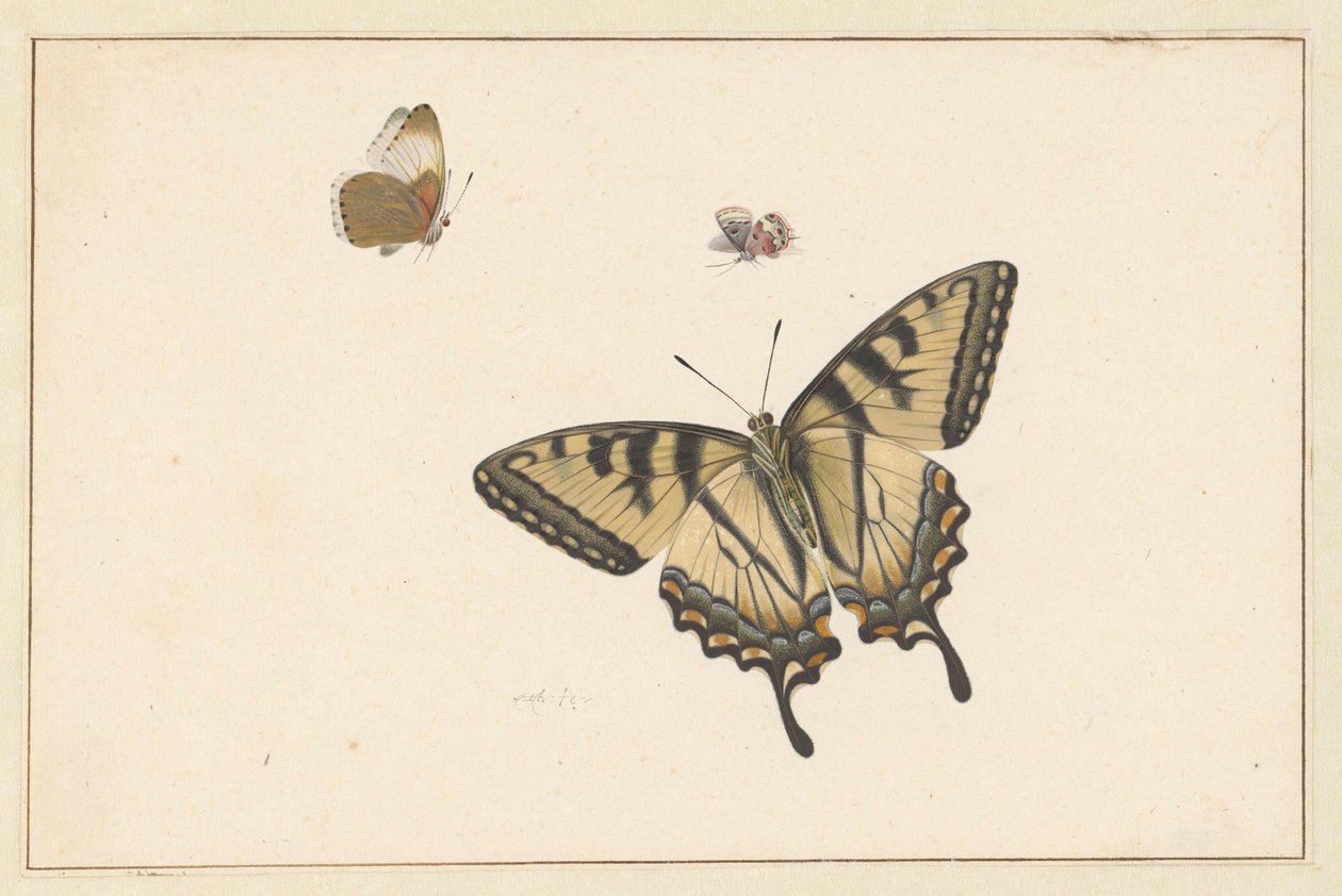 Tres mariposas (acuarela y gouache) de Herman Henstenburgh
