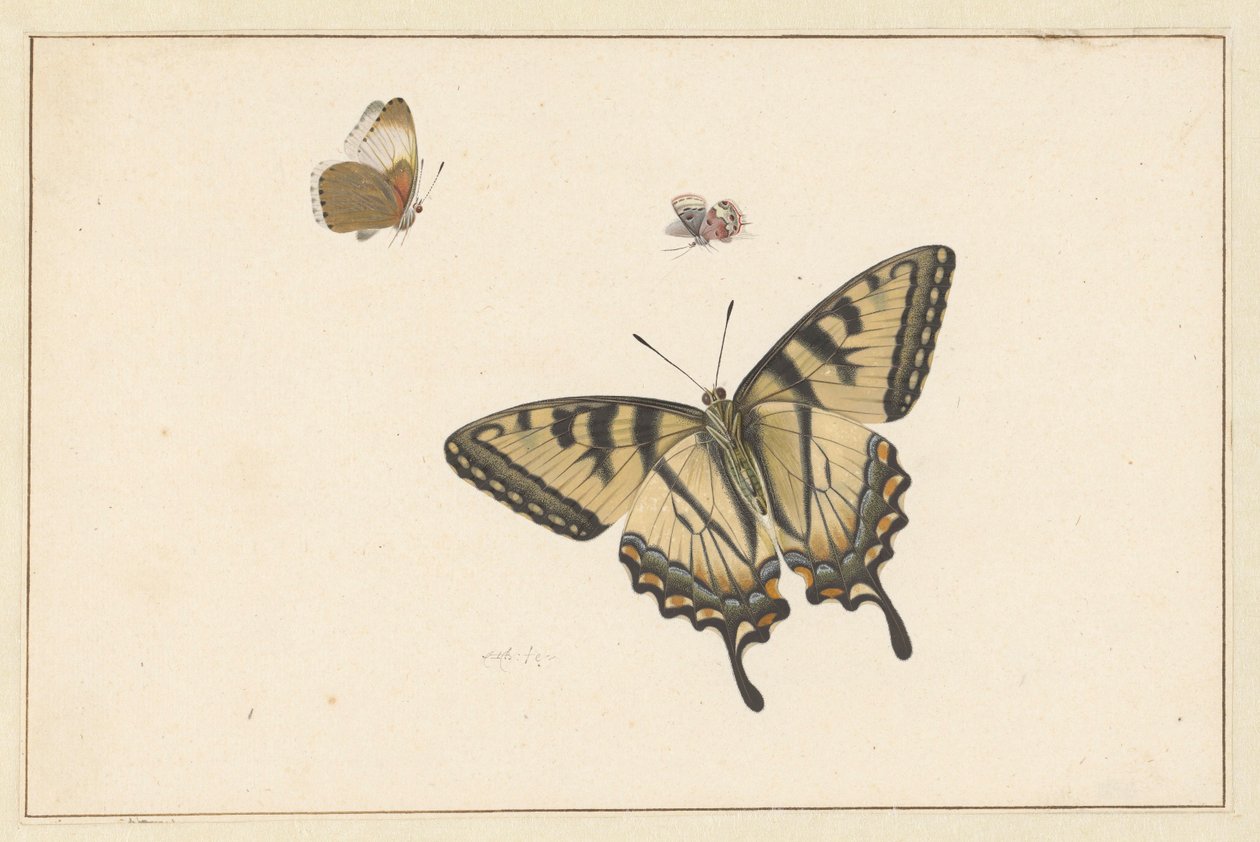Tres mariposas de Herman Henstenburgh
